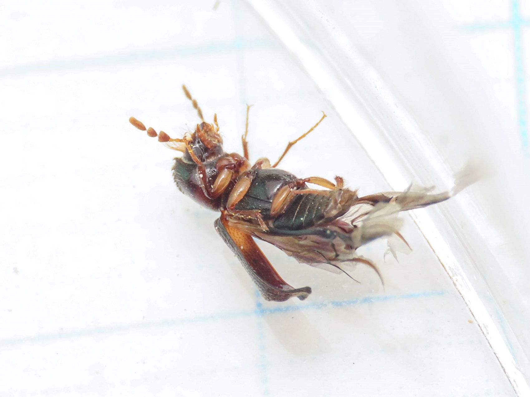 Bostrichidae? S, Scobicia cfr. chevrieri