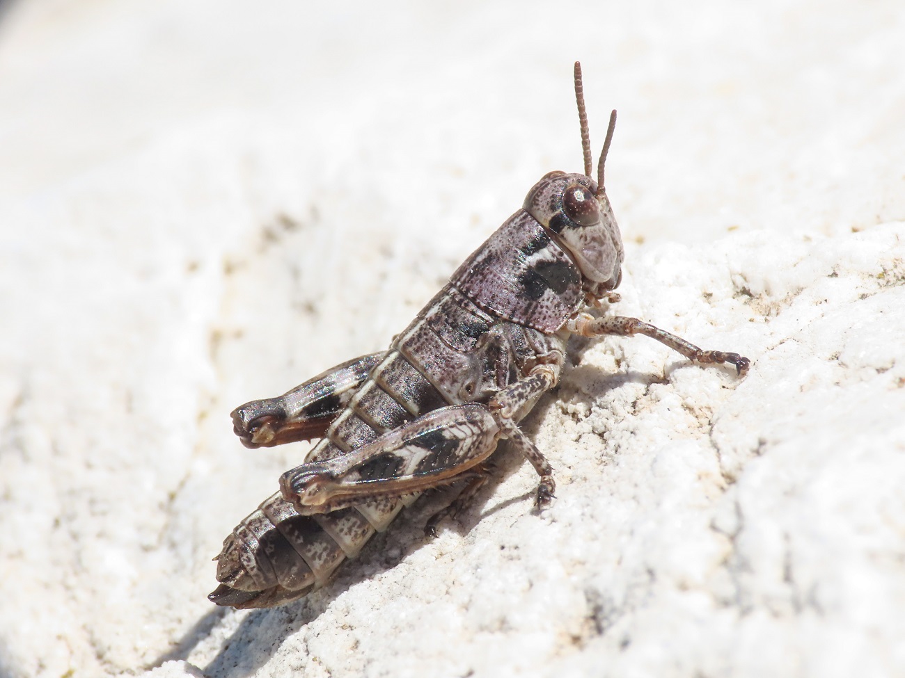 Acrididae da identificare