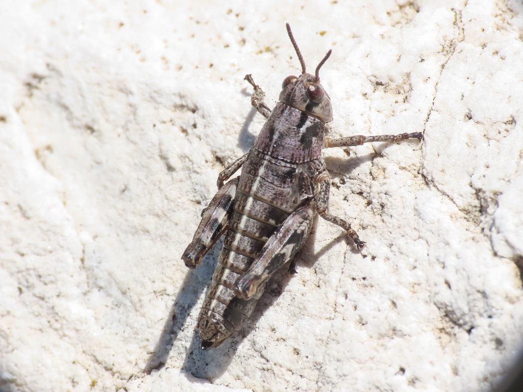 Acrididae da identificare