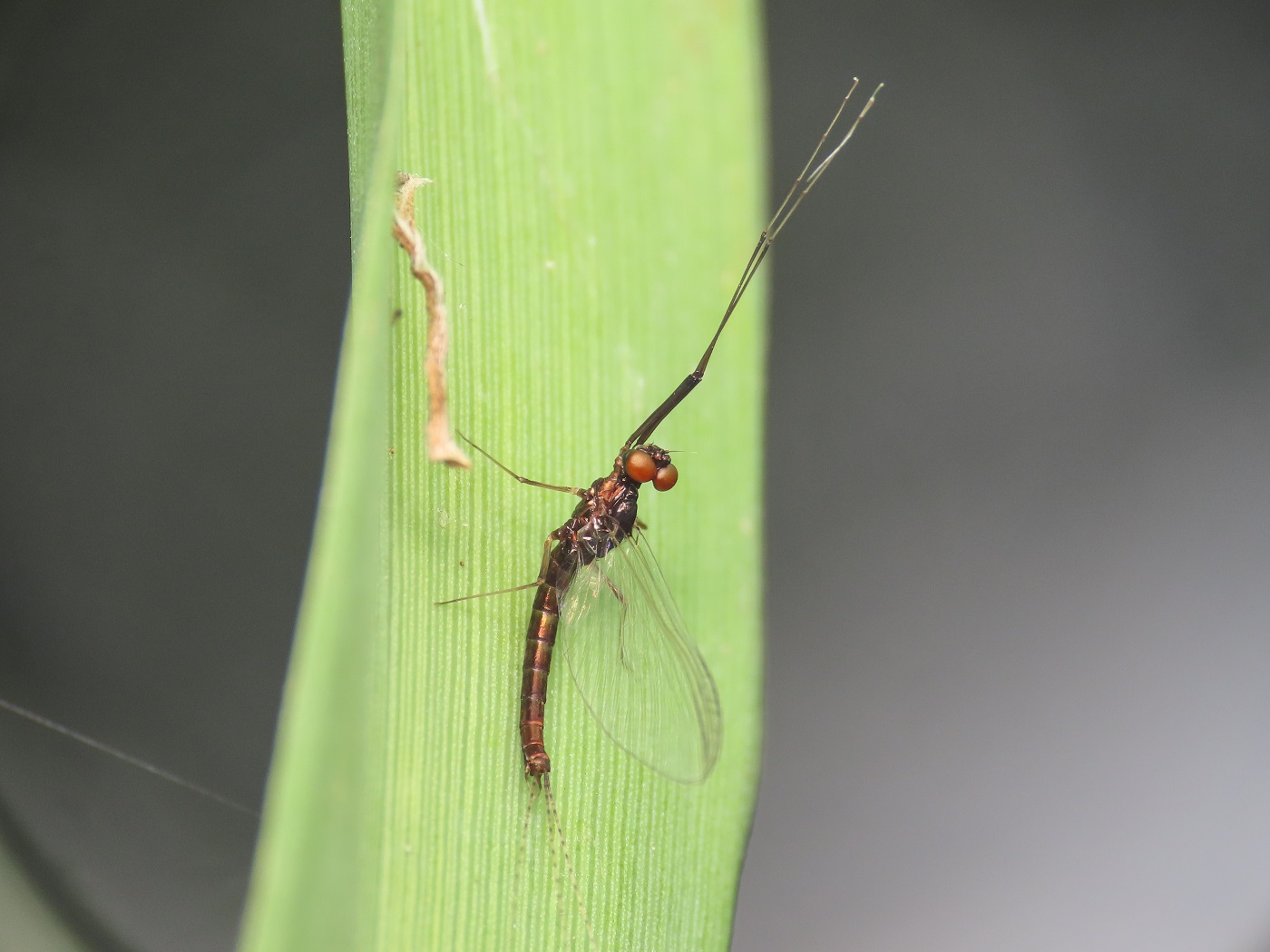 Ephemeroptera da identificare - Habrophlebia sp.