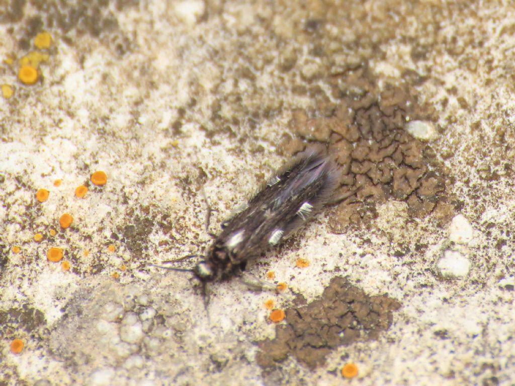 Stactobia sp.?  S