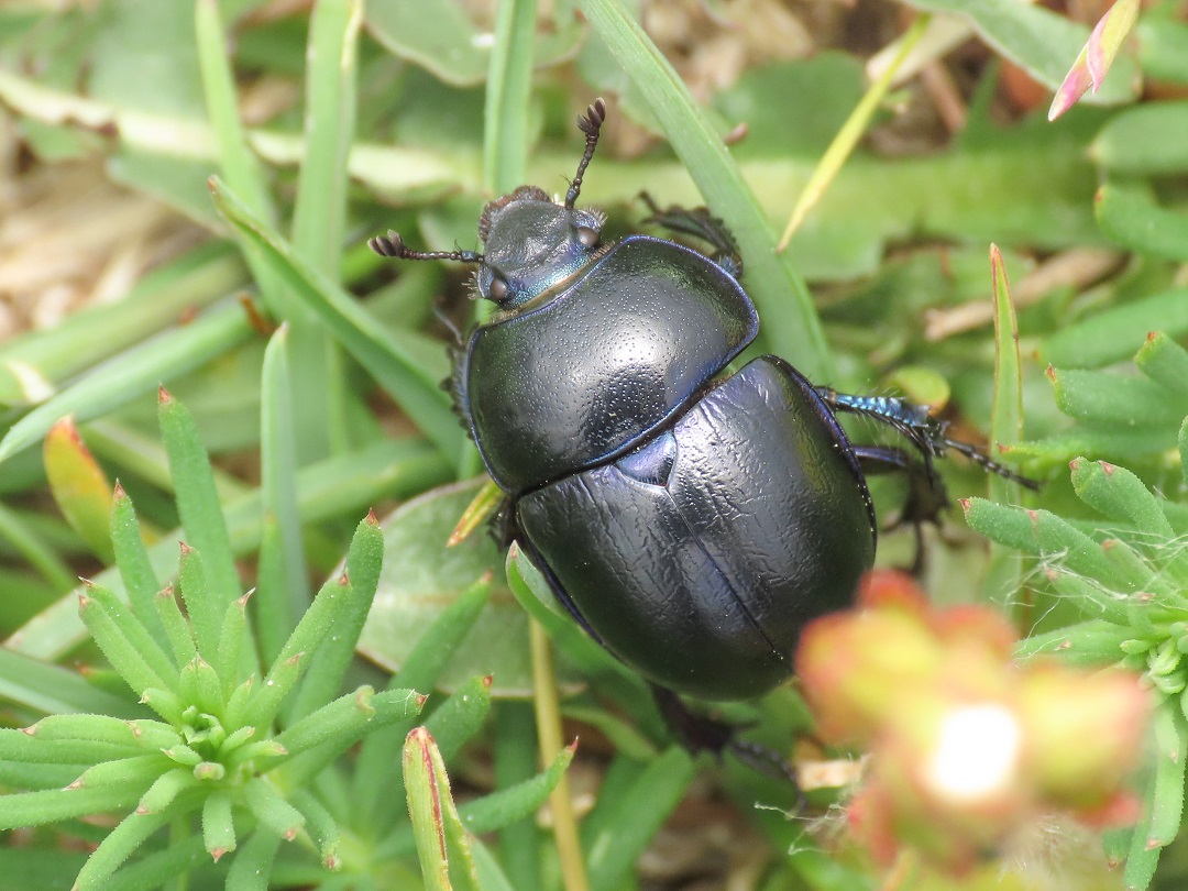 Geotrupidae: Anoplotrupes stercorosus