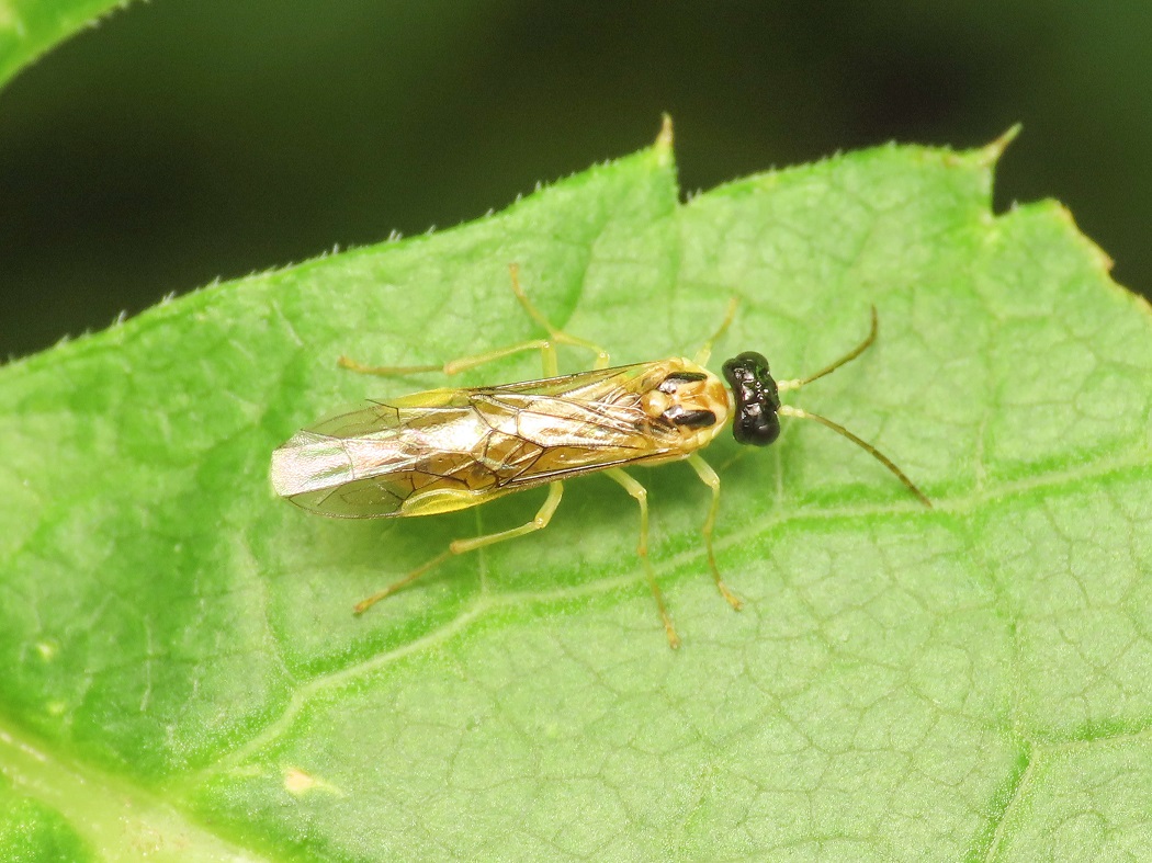 Tenthredinidae da identificare: Stromboceros delicatulus