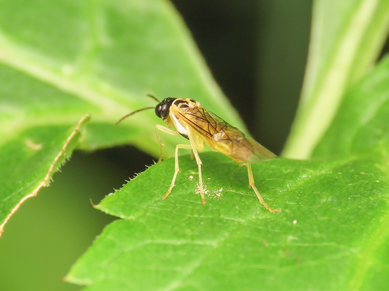 Tenthredinidae da identificare: Stromboceros delicatulus