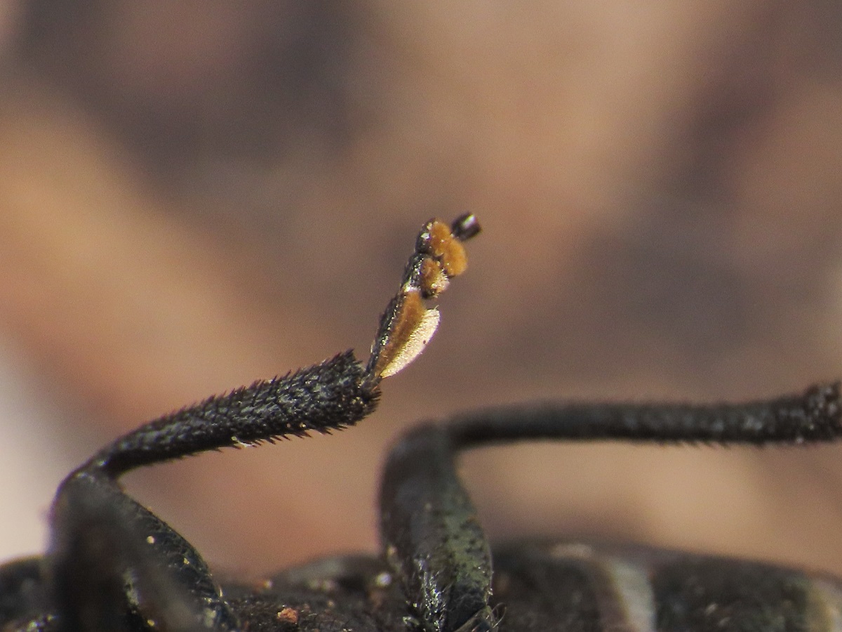 Chrysomelide: Quale Galeruca?   Galeruca tanaceti