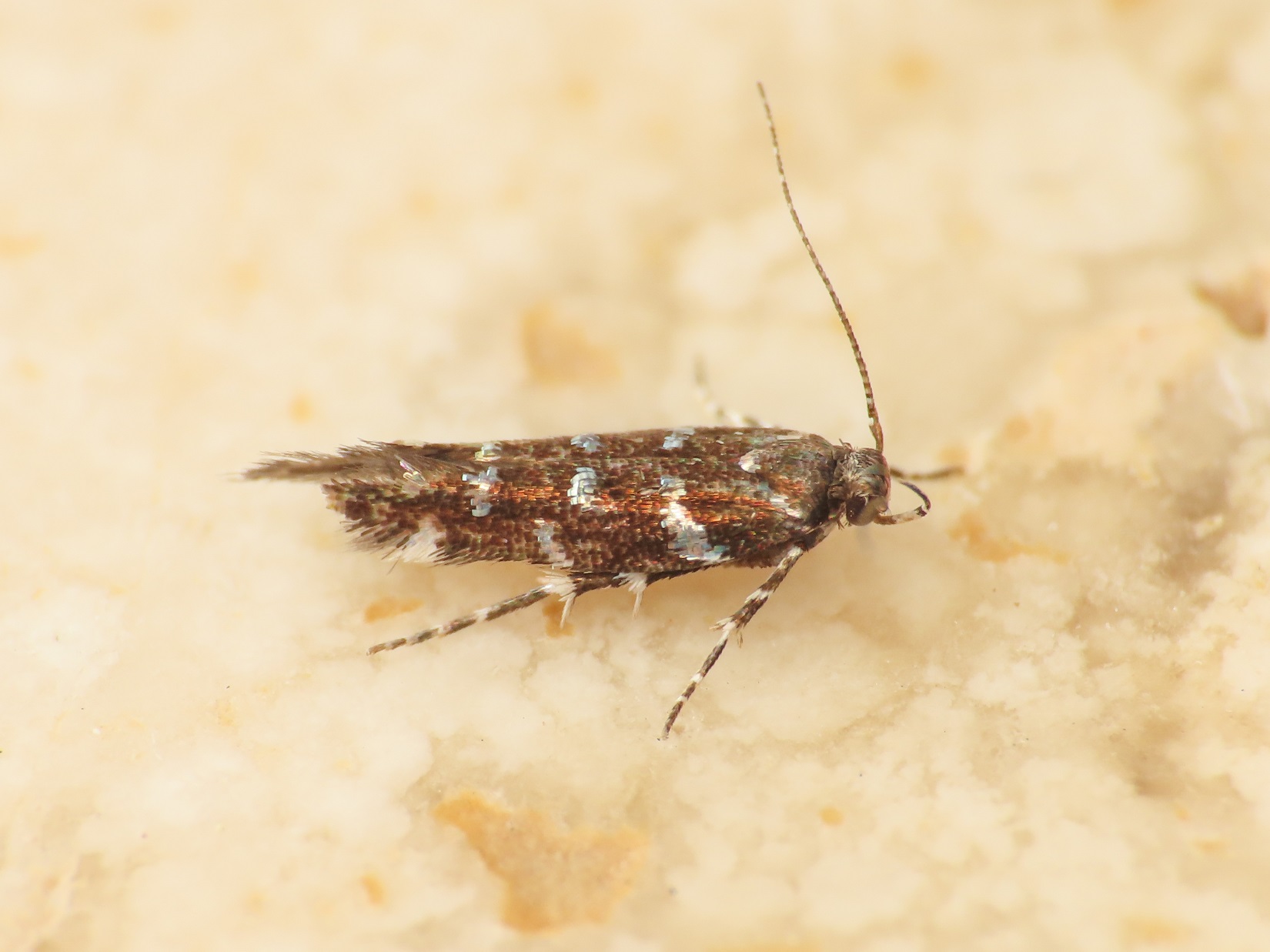 Gelechiidae? da identificare