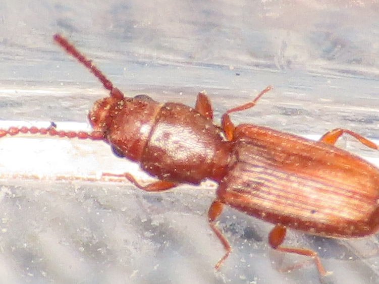 Laemophloeidae? S, Cryptolestes sp.