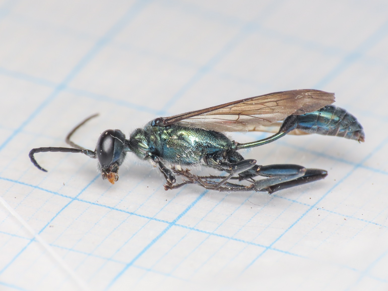 Sphecidae: Chalybion bengalense? S, maschio.