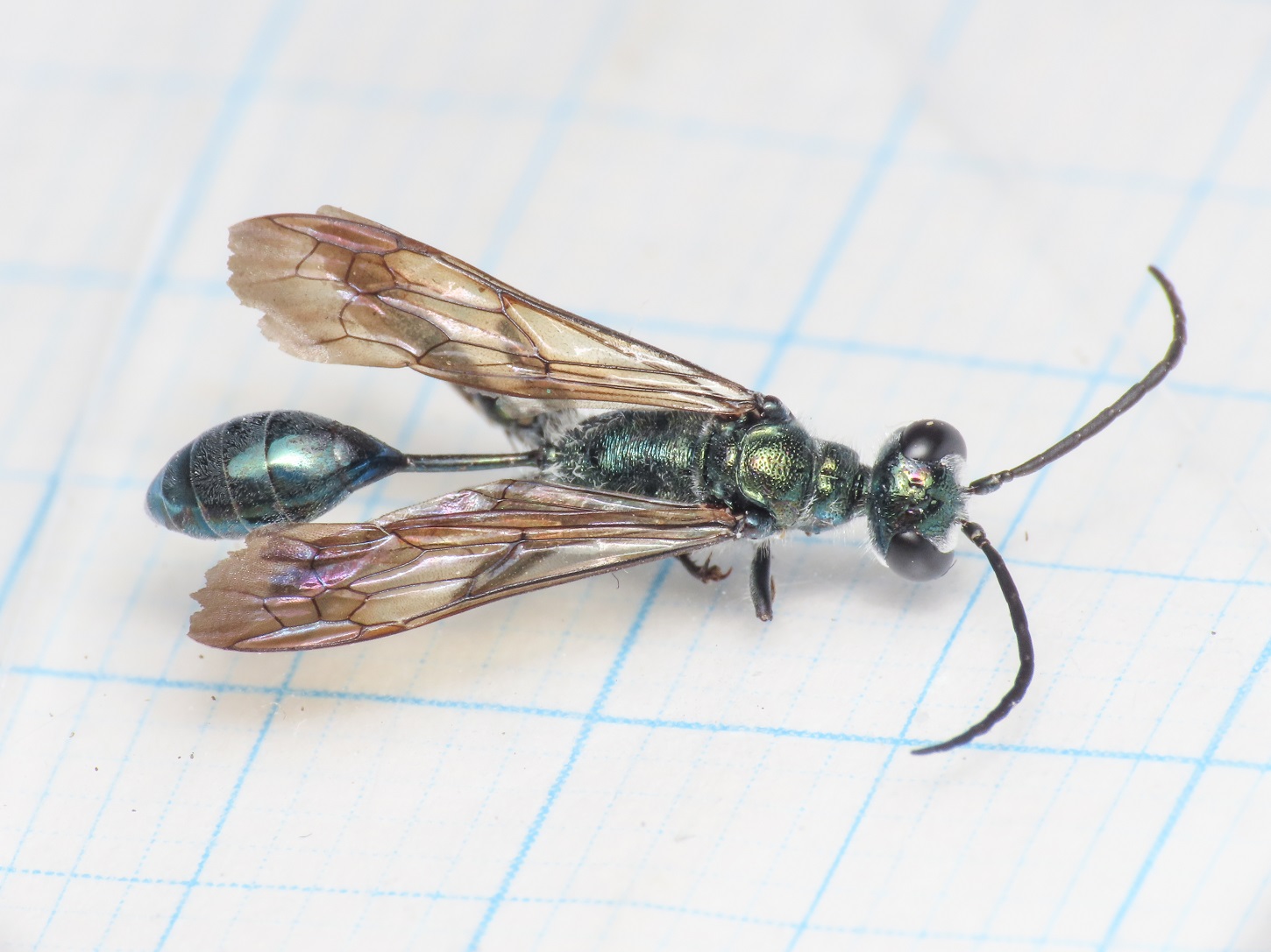 Sphecidae: Chalybion bengalense? S, maschio.