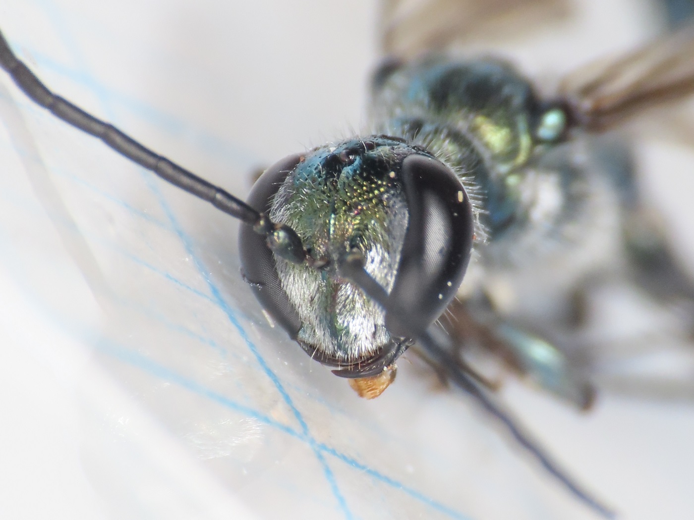 Sphecidae: Chalybion bengalense? S, maschio.