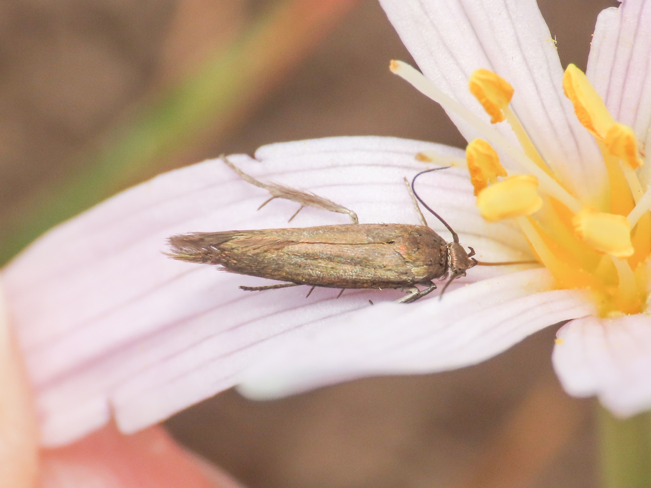 Coleophora sp. - Coleophoridae