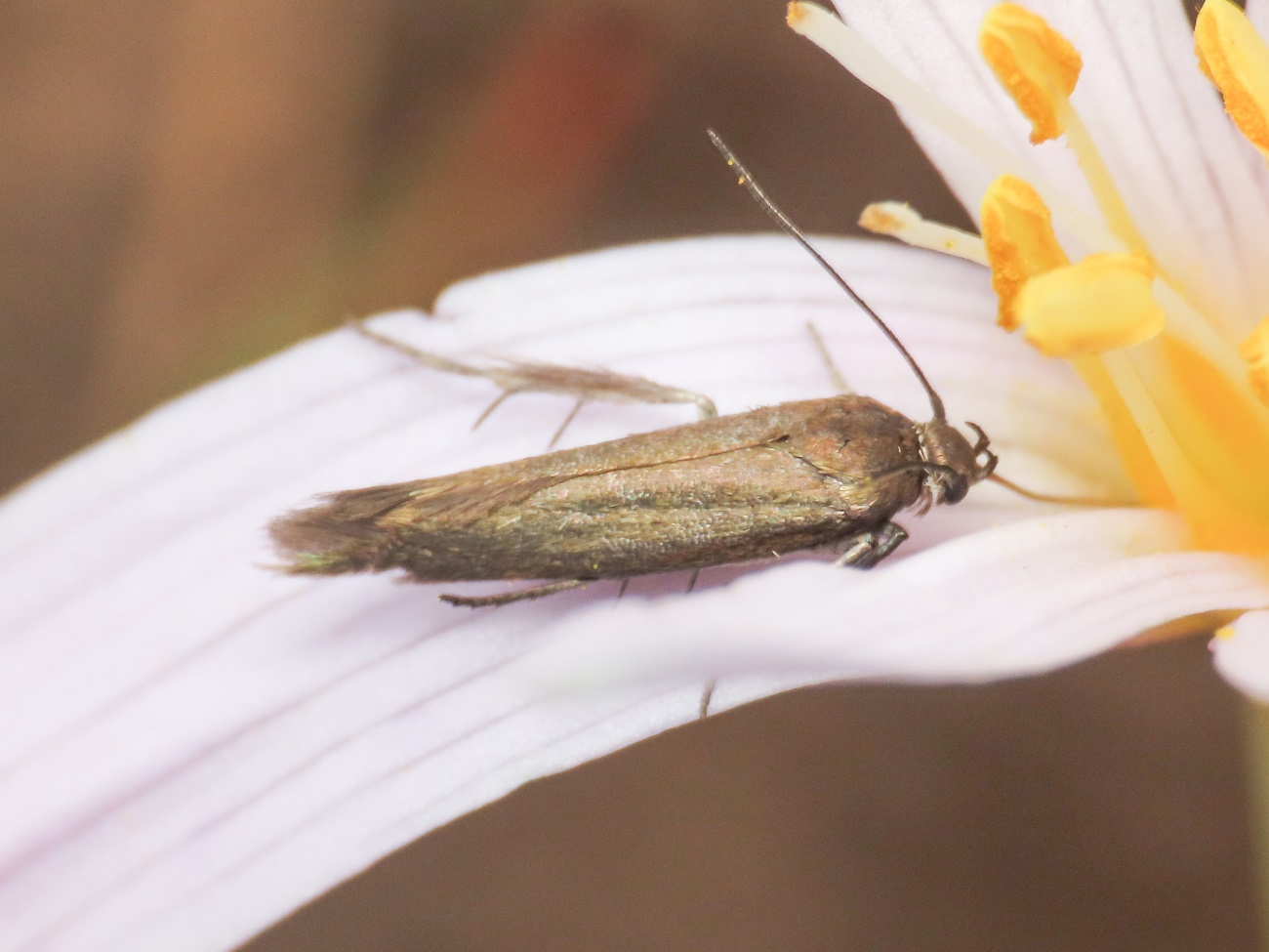 Coleophora sp. - Coleophoridae