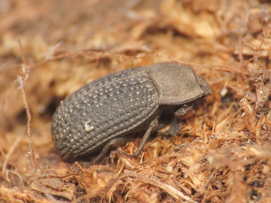 Tenebrionidae: Opatrum dahli