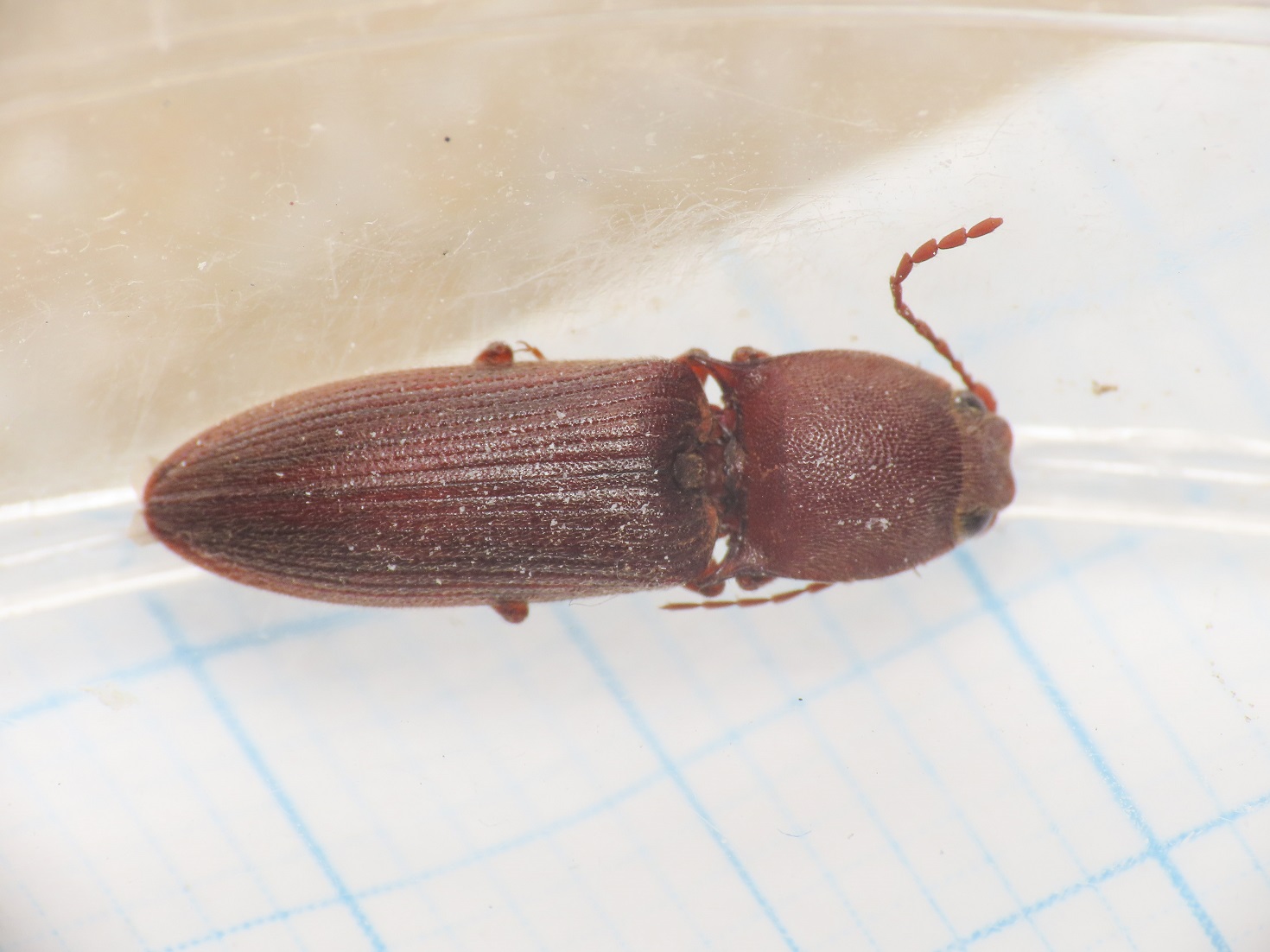 Elateridae: Harminius spiniger