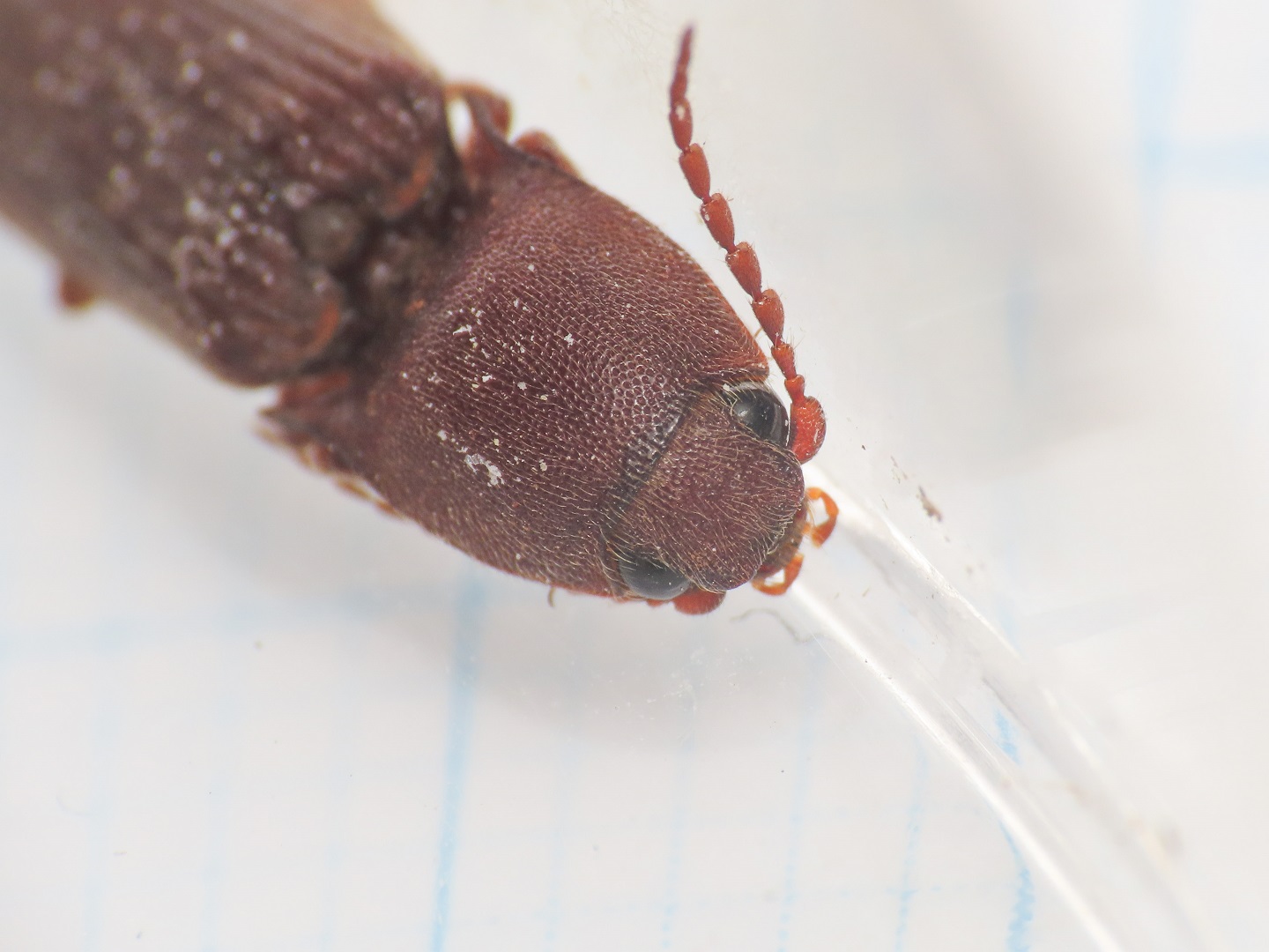 Elateridae: Harminius spiniger