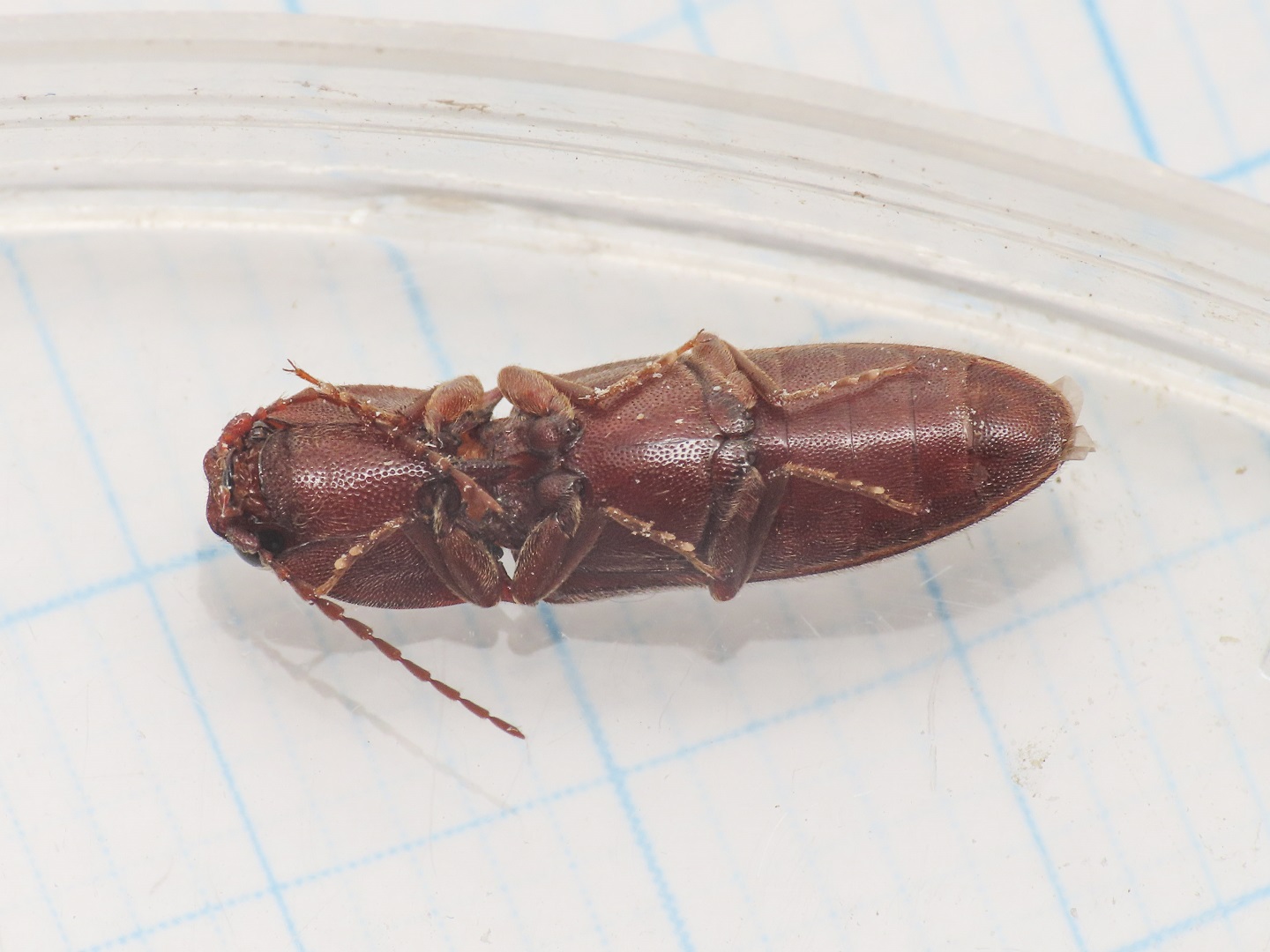 Elateridae: Harminius spiniger