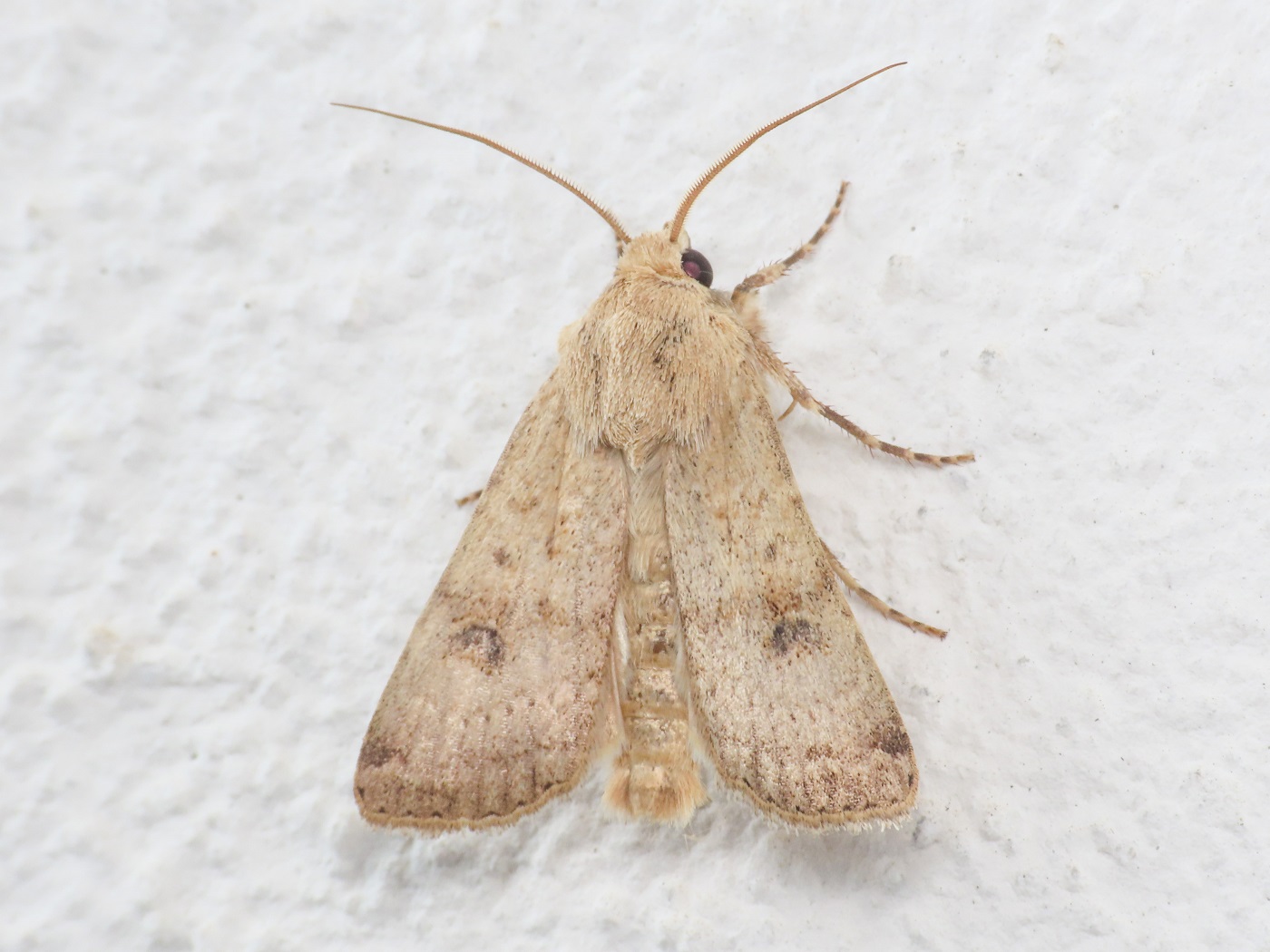 Noctuidae:  Agrotis trux