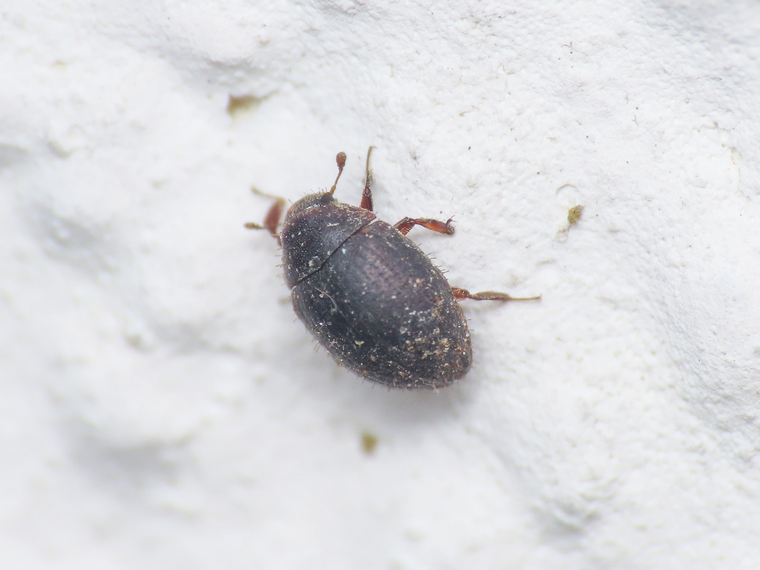 Byrrhidae: Curimopsis sp.