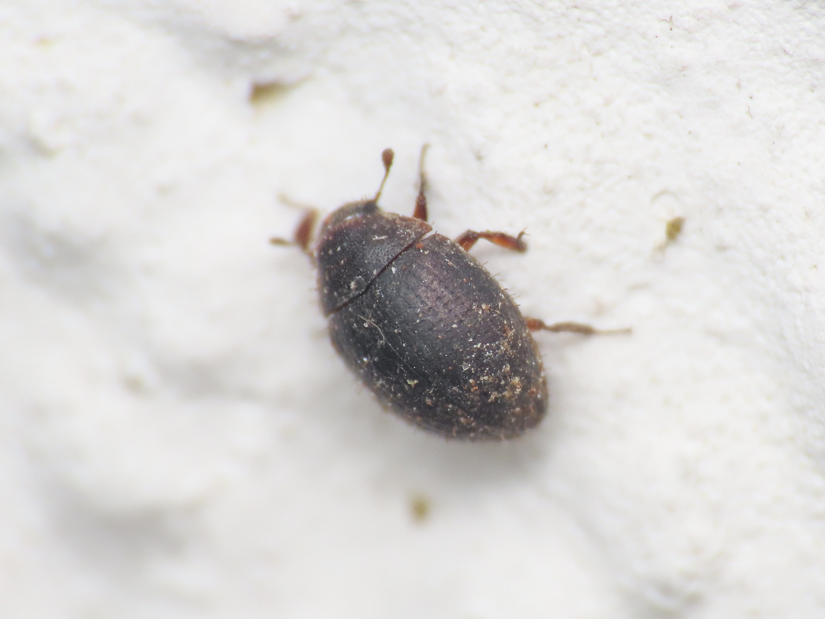 Byrrhidae: Curimopsis sp.