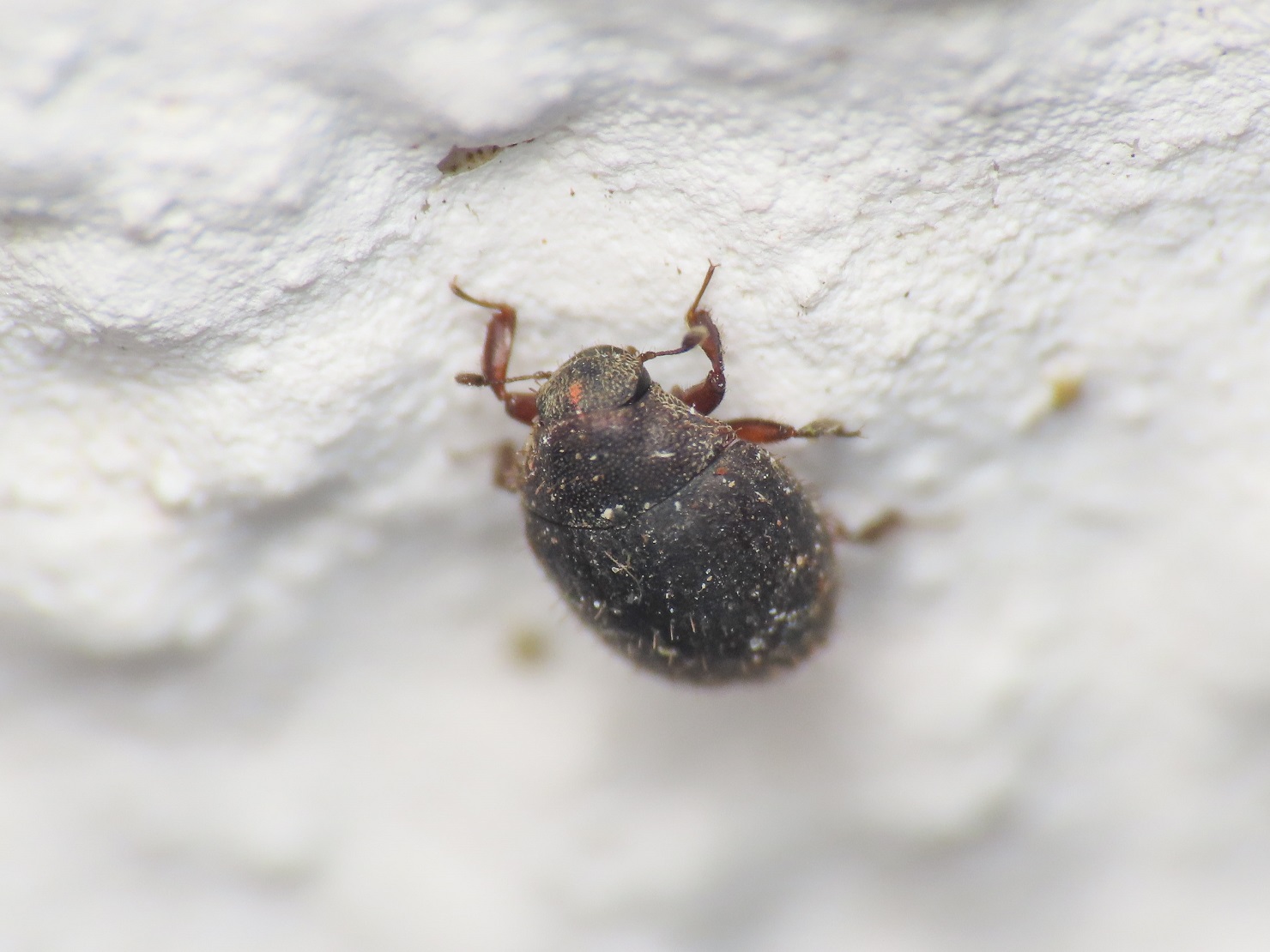 Byrrhidae: Curimopsis sp.