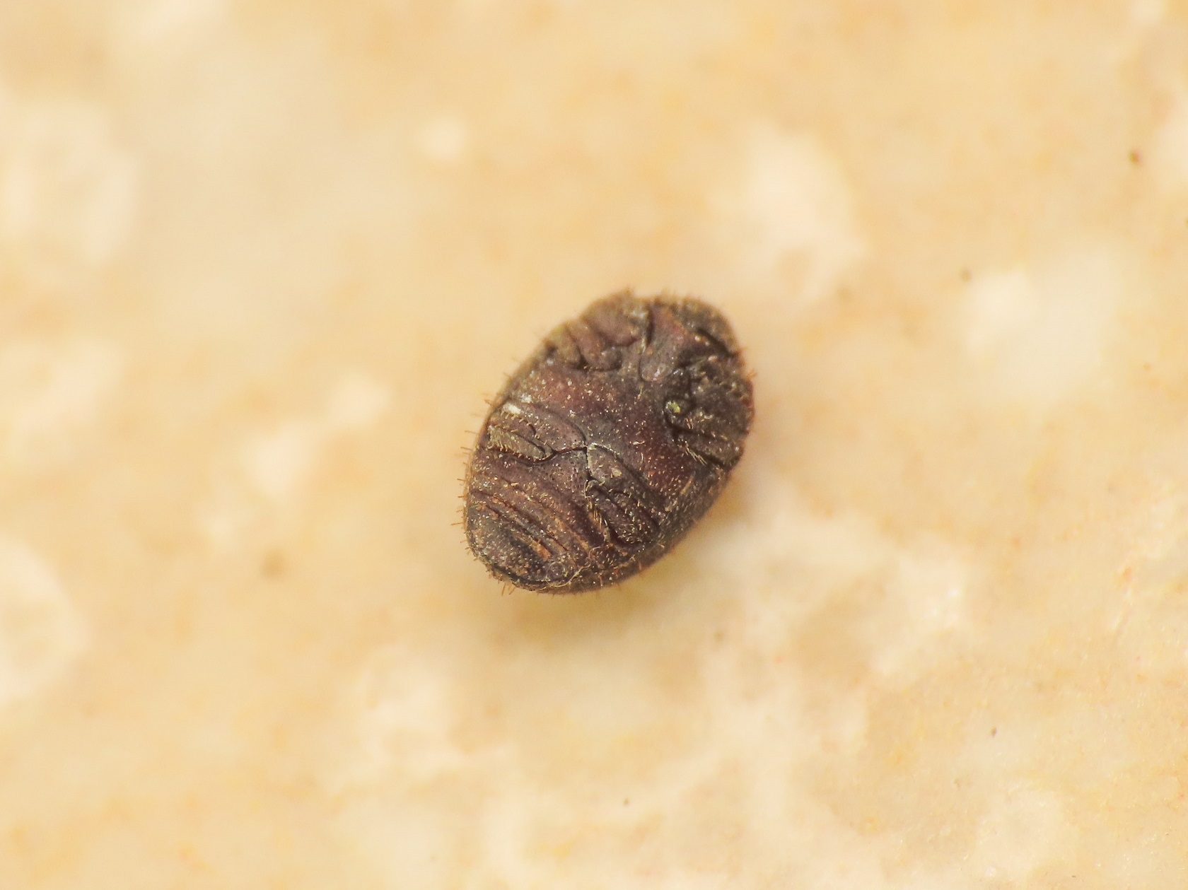 Byrrhidae: Curimopsis sp.