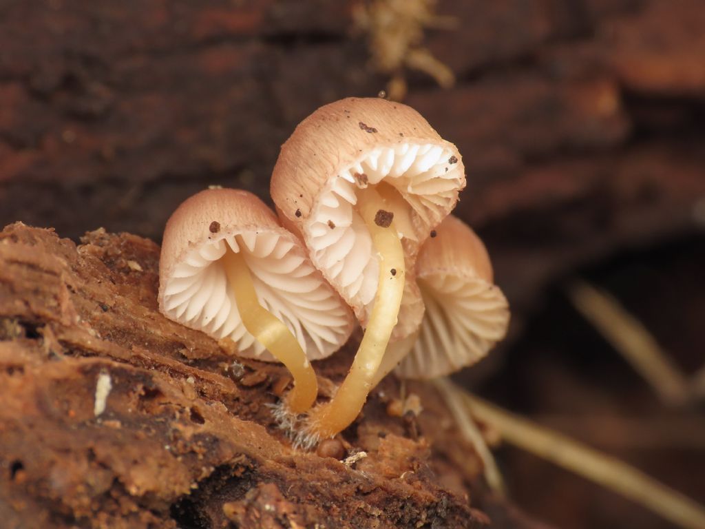 Funghi da identificare