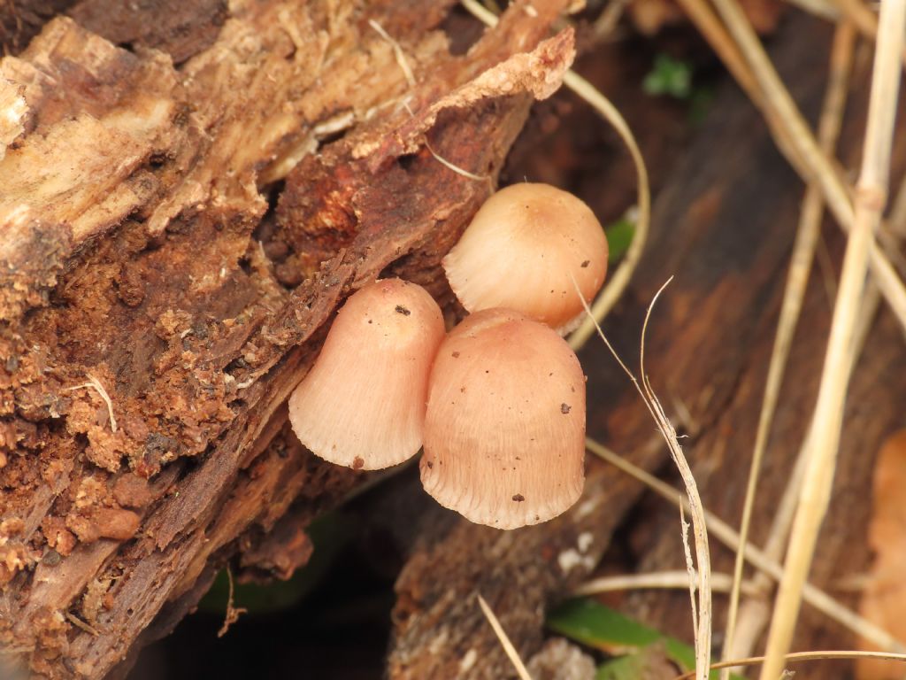 Funghi da identificare