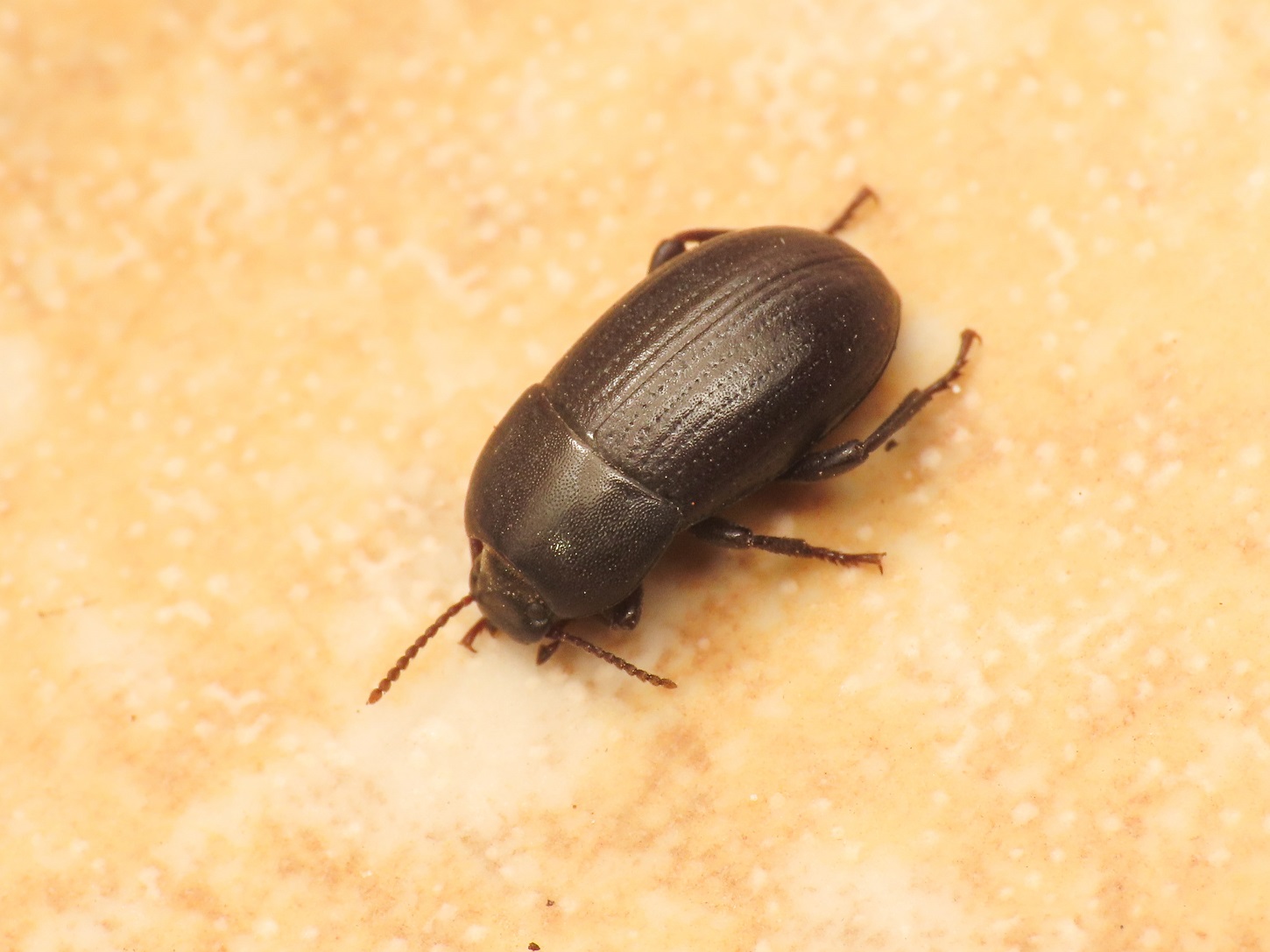 Tenebrionidae: femmina di Pedinus meridianus (cf.)