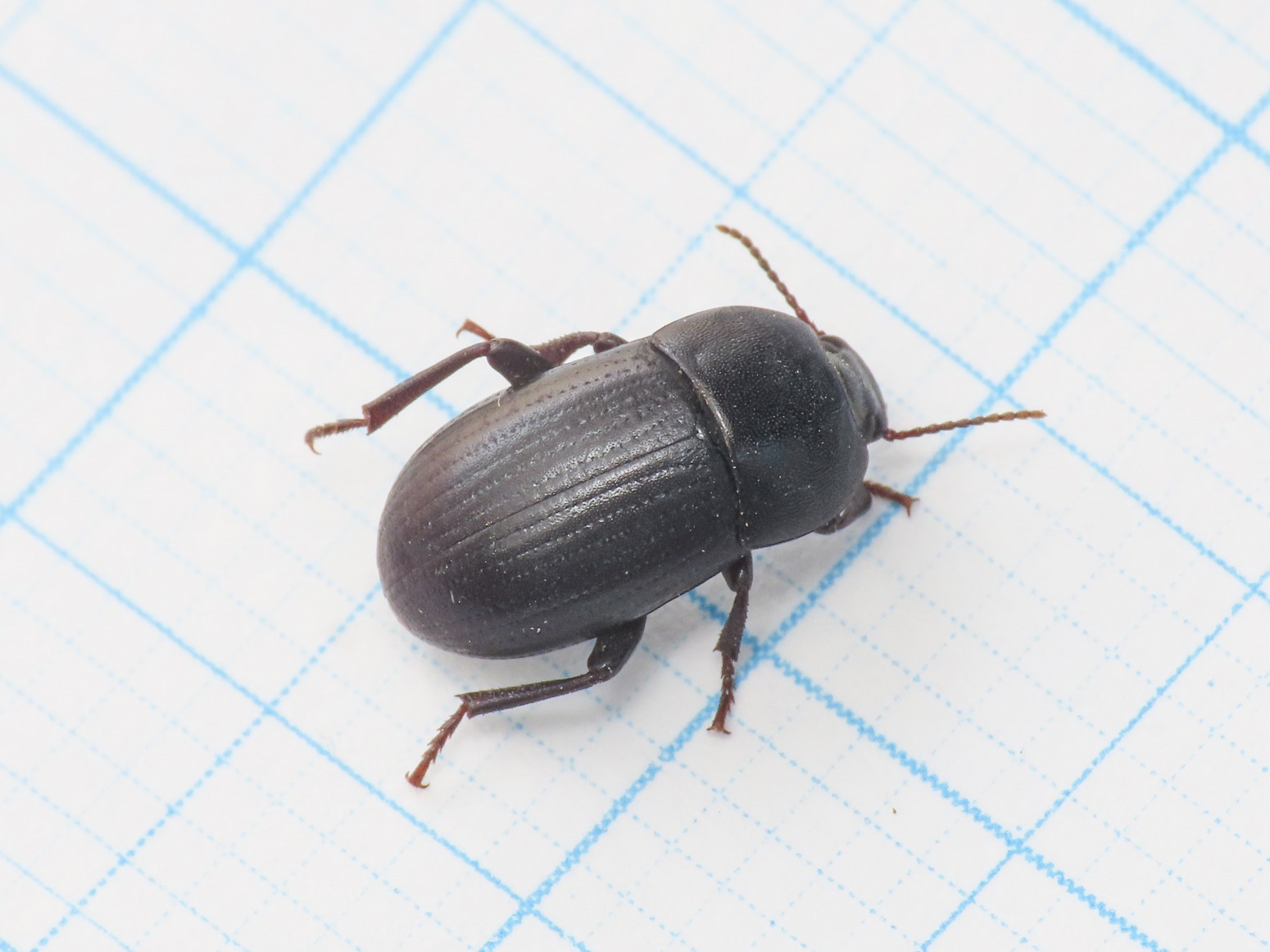 Tenebrionidae: femmina di Pedinus meridianus (cf.)