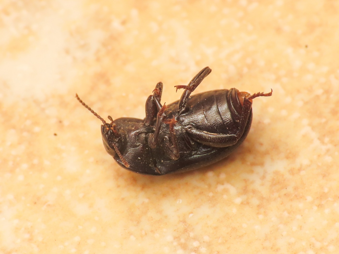 Tenebrionidae: femmina di Pedinus meridianus (cf.)