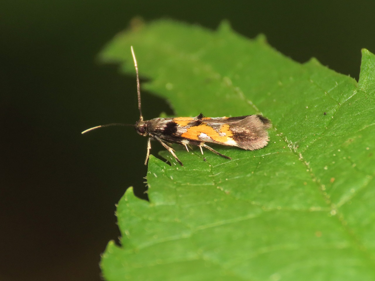 Mompha locupletella? S