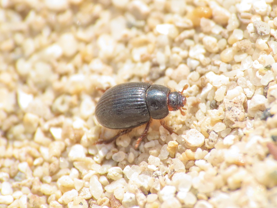 Tenebrionidae: Trachyscelis aphodioides? S