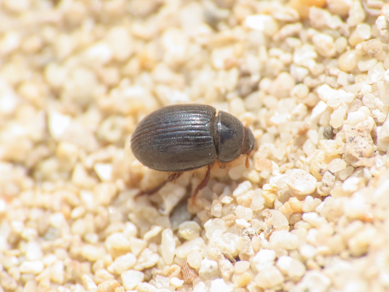 Tenebrionidae: Trachyscelis aphodioides? S