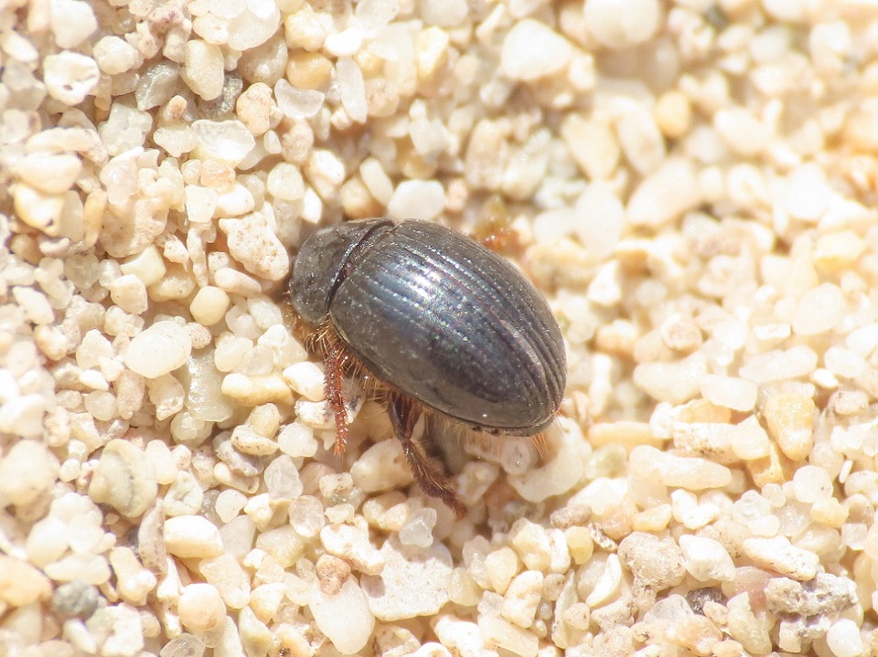 Tenebrionidae: Trachyscelis aphodioides? S