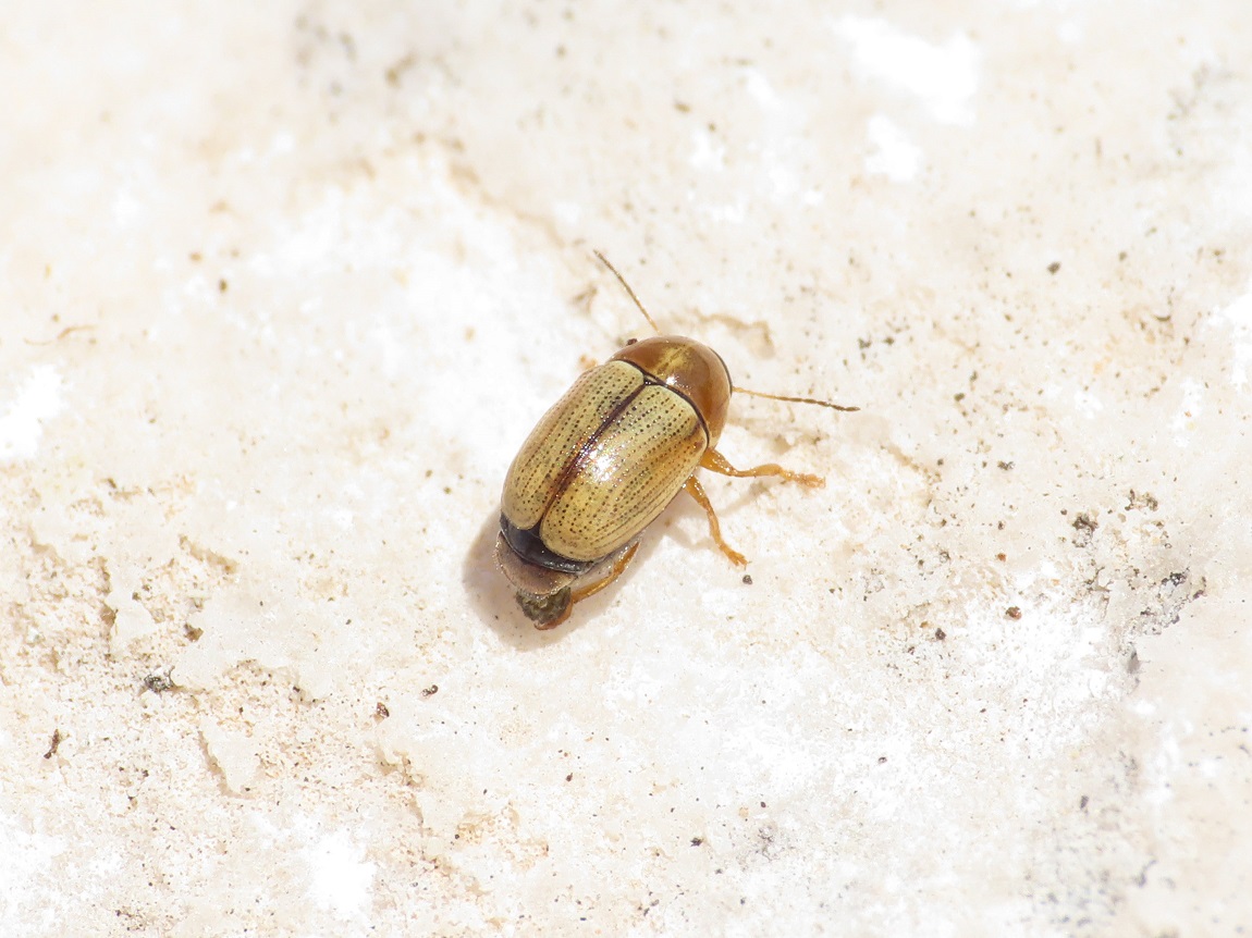 Cryptocephalus da id.: C. fulvus
