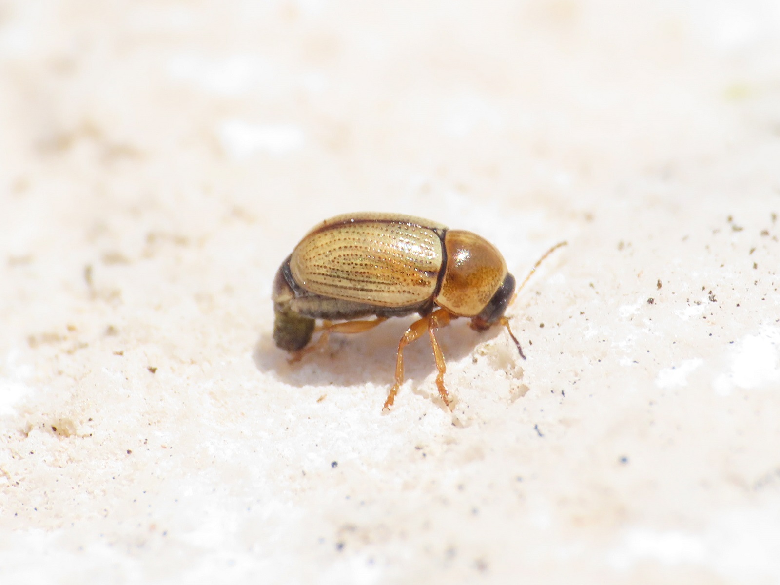 Cryptocephalus da id.: C. fulvus