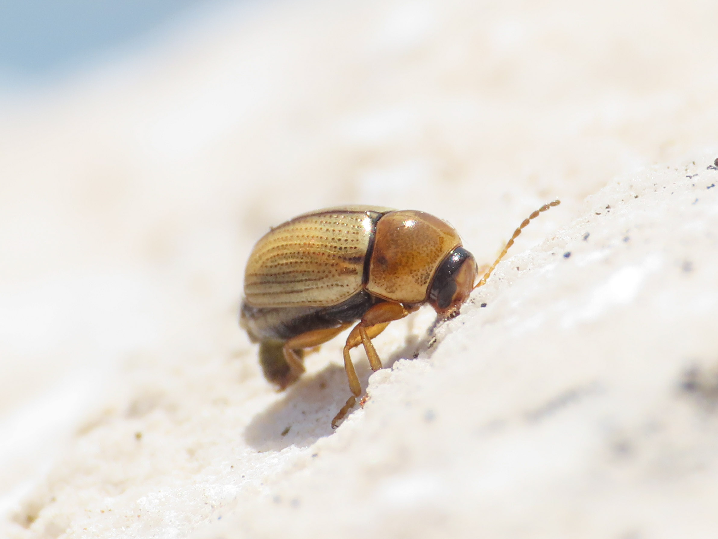 Cryptocephalus da id.: C. fulvus