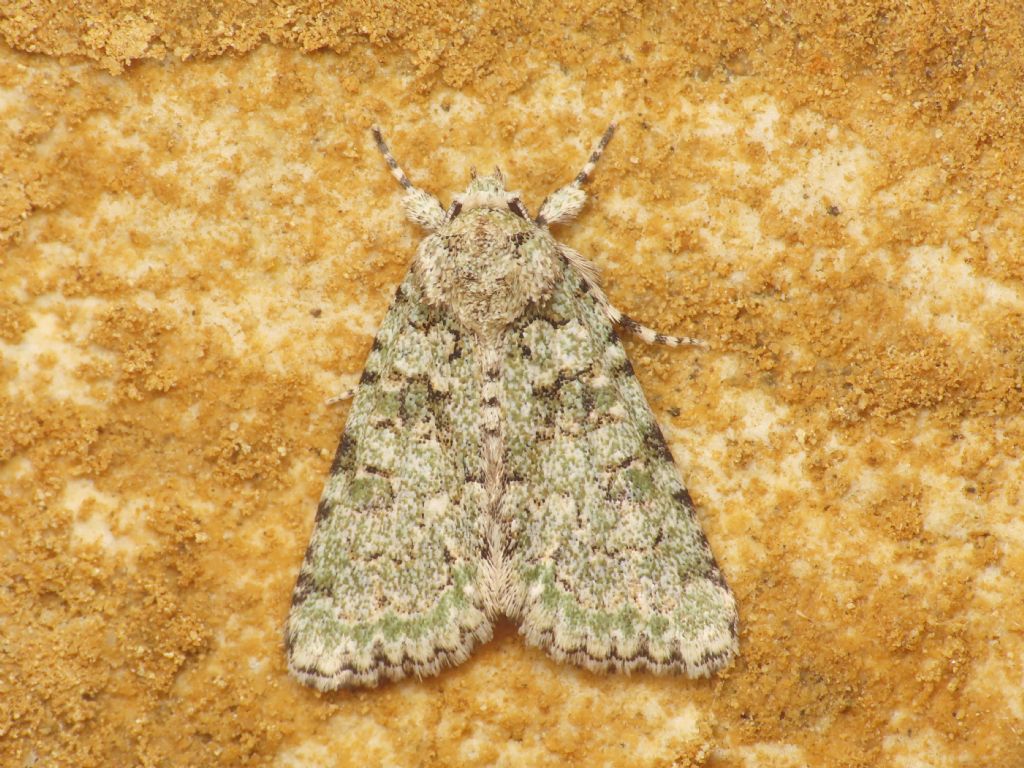 Noctuidae: Bryopsis muralis f. impar