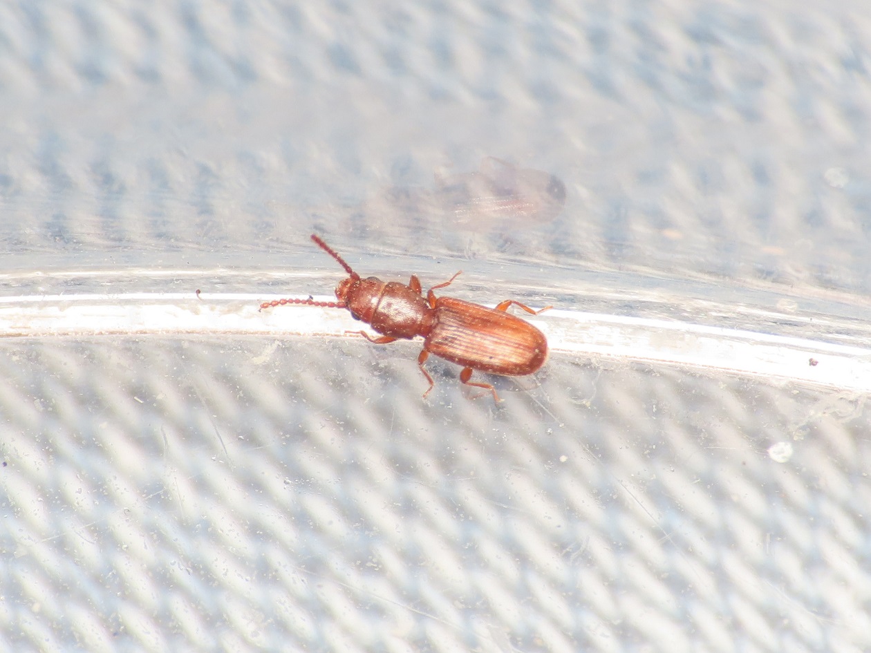 Laemophloeidae? S, Cryptolestes sp.