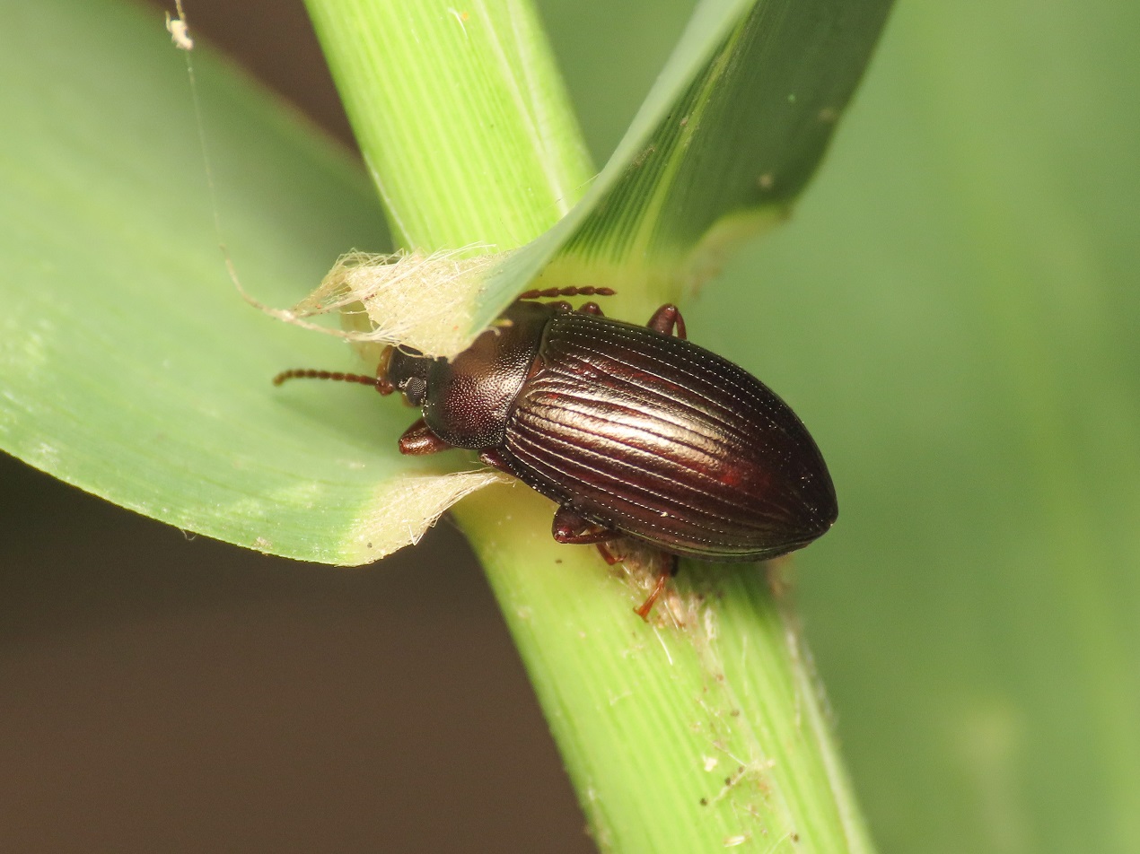 Tenebrionidae: Nalassus dryadophilus o N. dermestoides