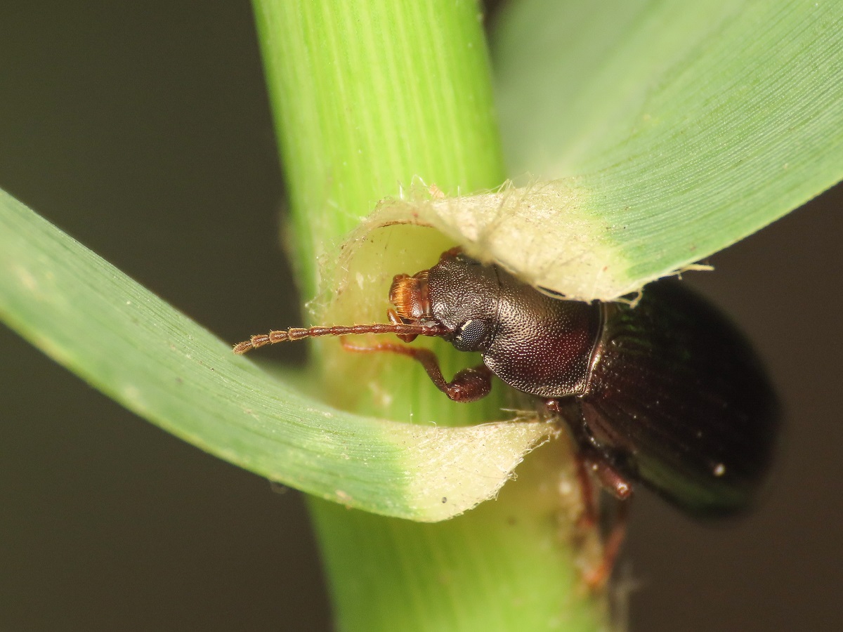 Tenebrionidae: Nalassus dryadophilus o N. dermestoides