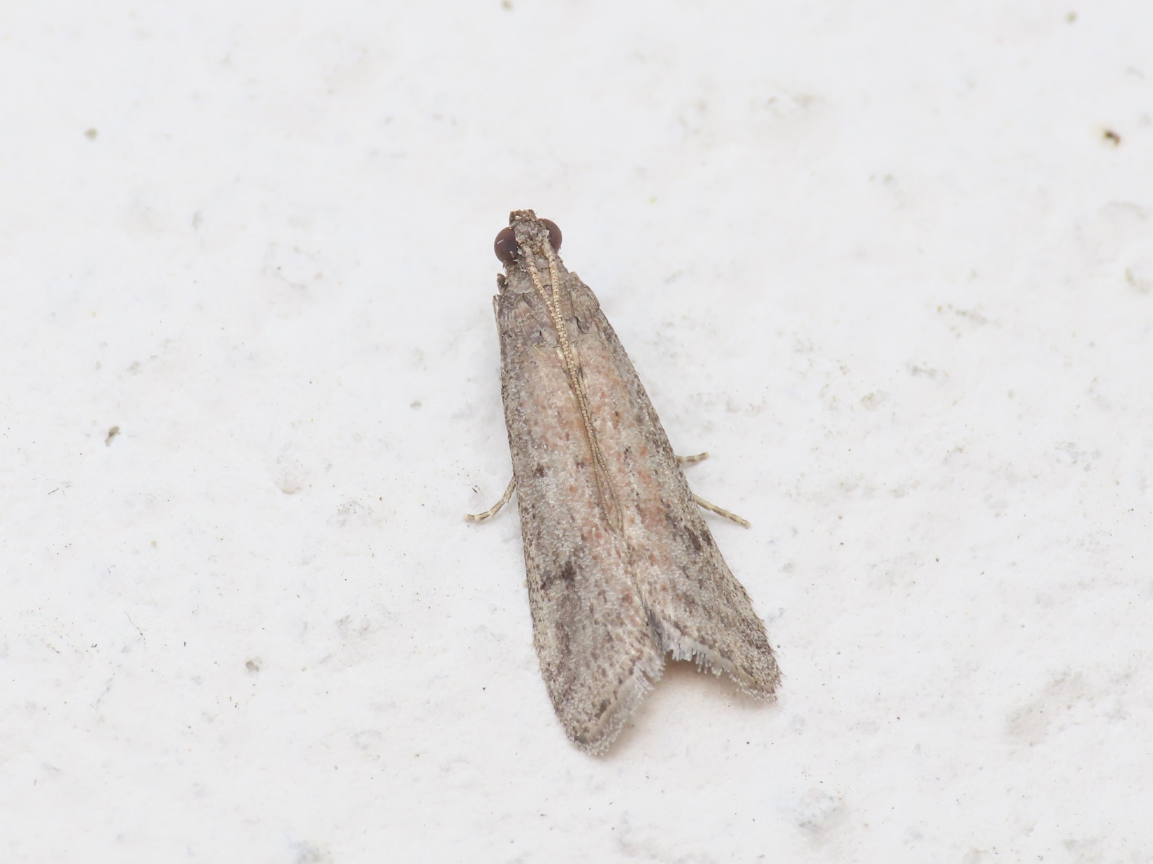 Pyralidae: Ephestia woodiella