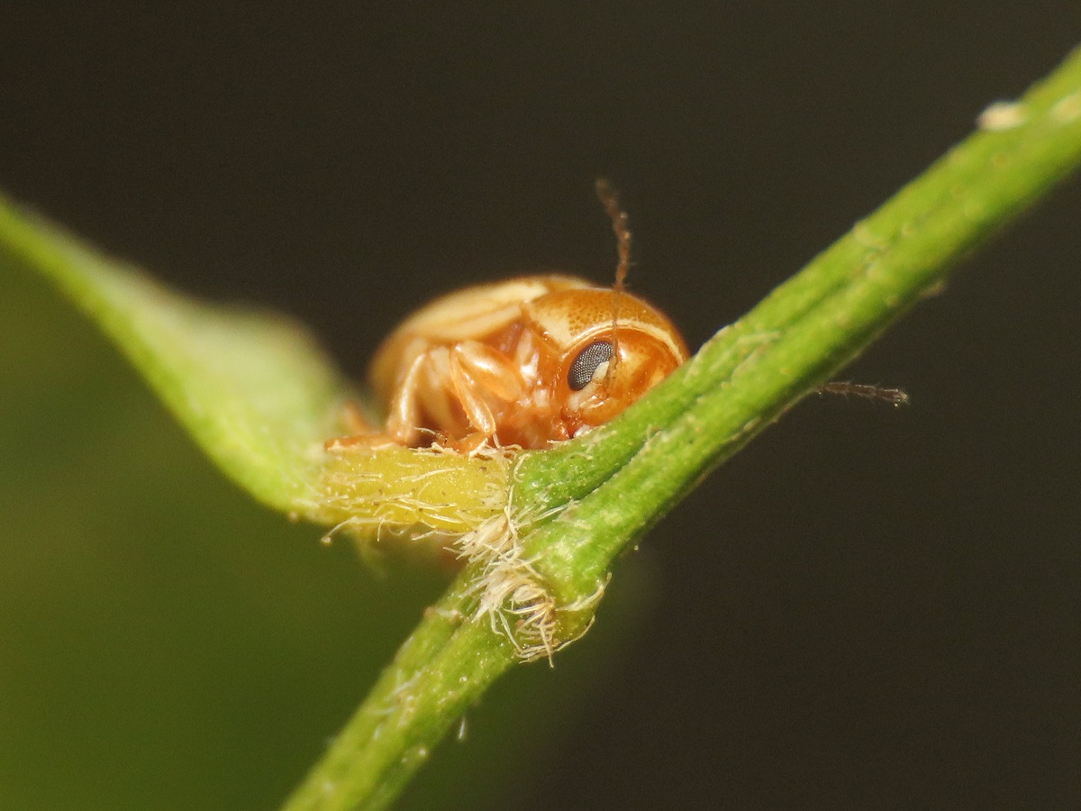 Cryptocephalus: C. (Burlinius) sp.