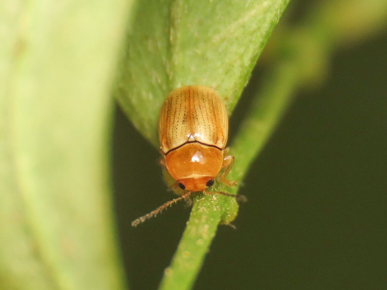 Cryptocephalus: C. (Burlinius) sp.