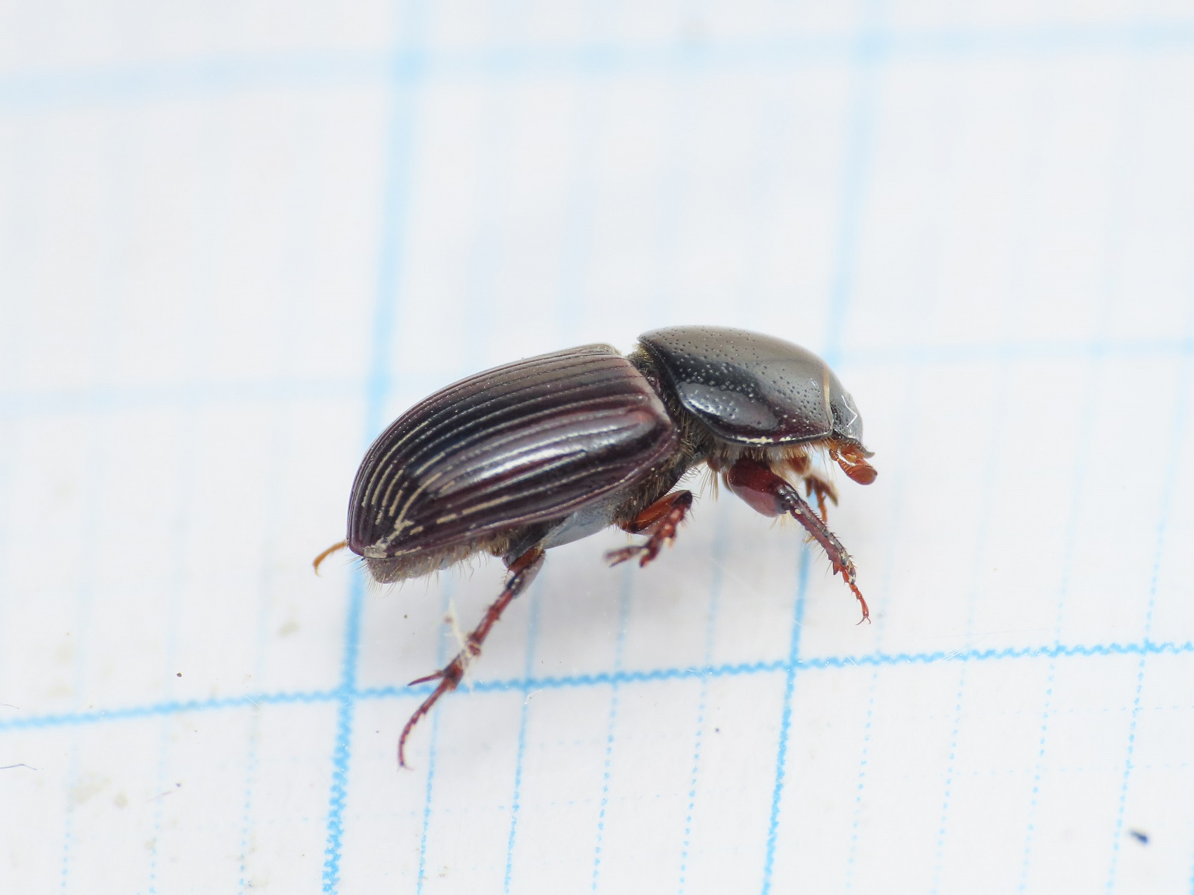 Aphodiidae: Loraphodius suarius