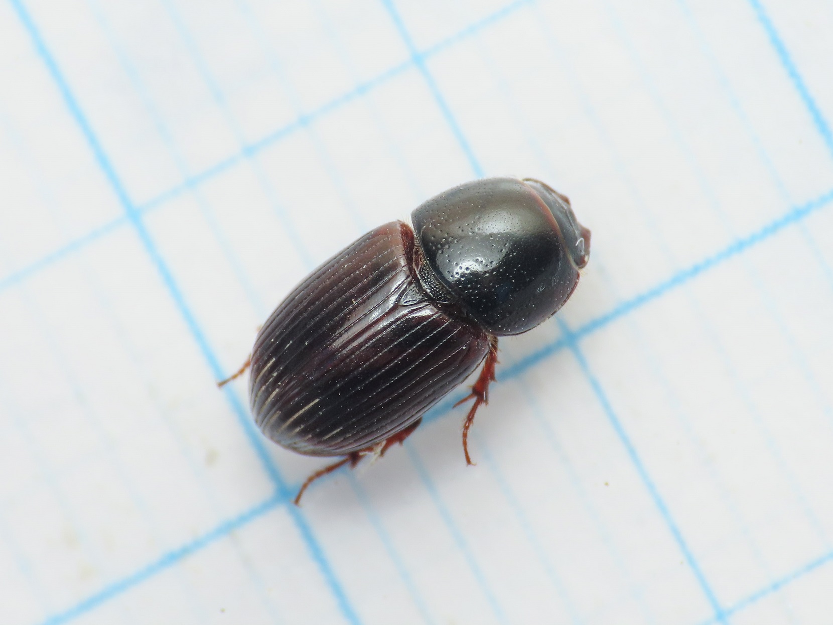 Aphodiidae: Loraphodius suarius