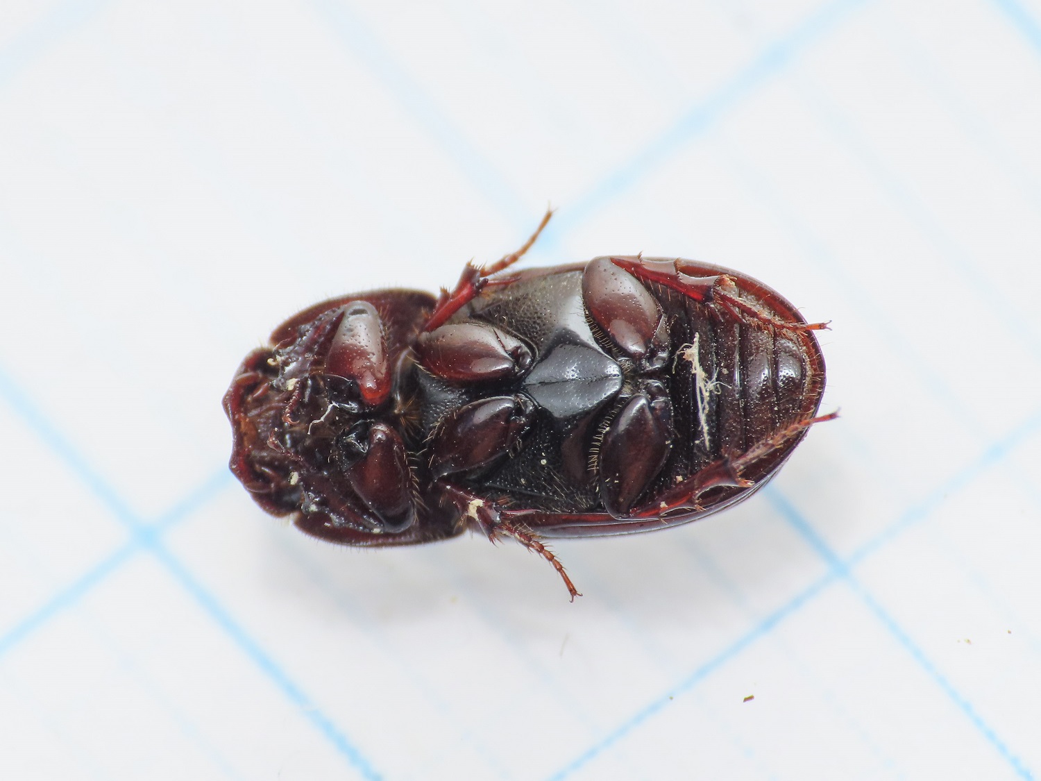 Aphodiidae: Loraphodius suarius