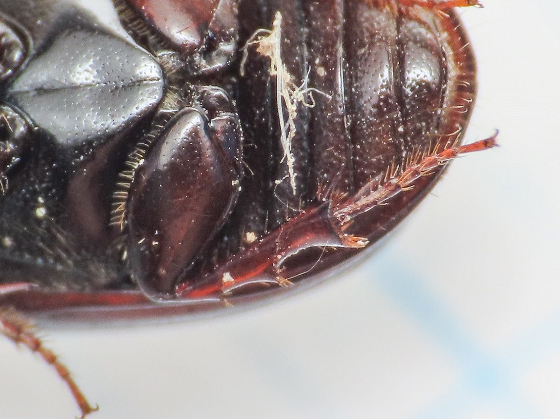 Aphodiidae: Loraphodius suarius