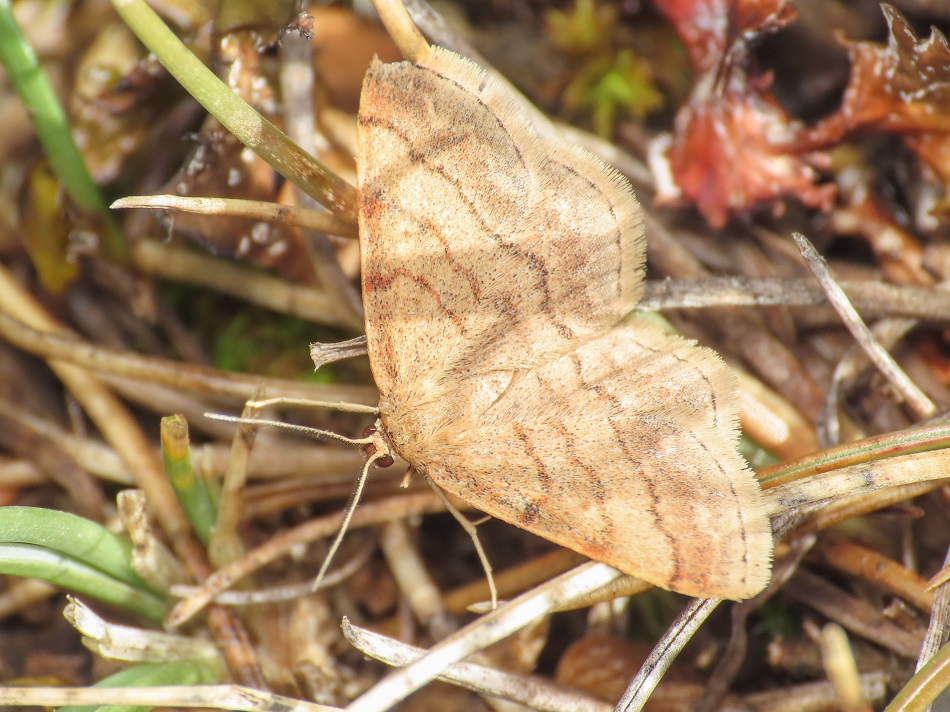 Geometridae: Scopula rubiginata