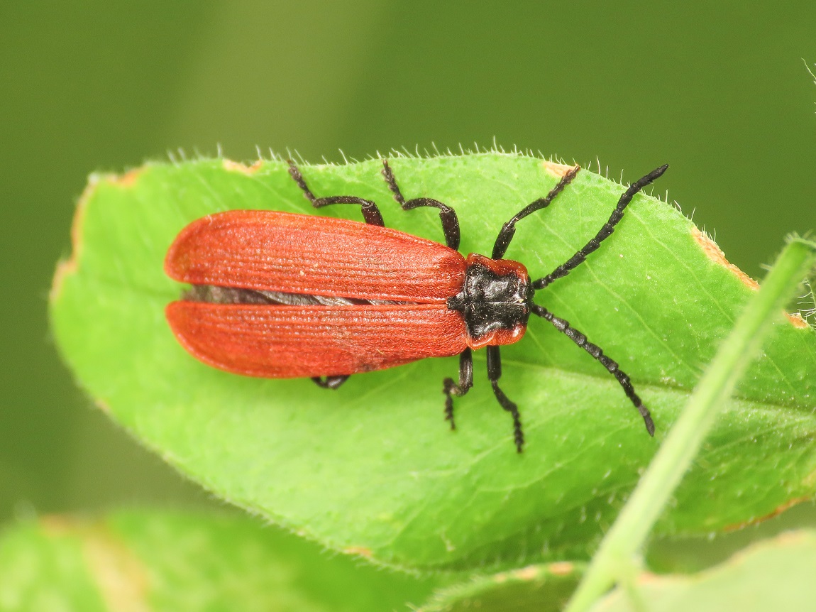 Lygistopterus anorachilus?